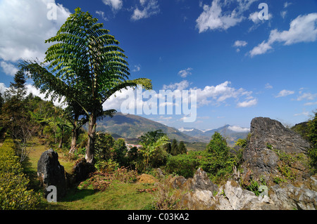 Ham Rong Mountain, Dragon ganascia di montagna, SAPA, il Vietnam Asia Foto Stock