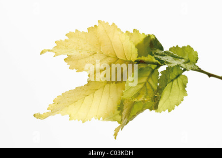 Golden olmo (Ulmus x hollandica 'Wredei') Foto Stock