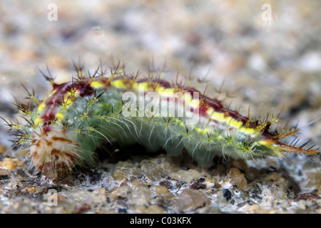 Caterpillar indiano Foto Stock