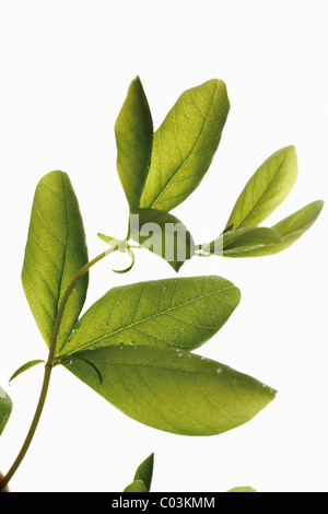 True indigo (Indigofera tinctoria syn. Indigofera argentea) Foto Stock