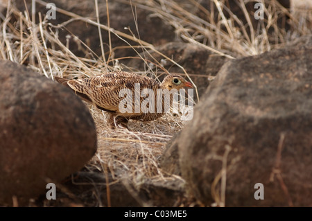 Dipinto Sandgrouse femmina in habitat naturale a Ranthambore Riserva della Tigre, Rajasthan, India. ( Pterocles indicus ) Foto Stock