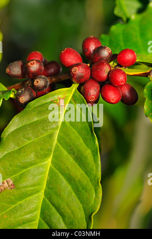Il ramo di piante di caffè con frutti maturi, Coffea arabica Foto Stock
