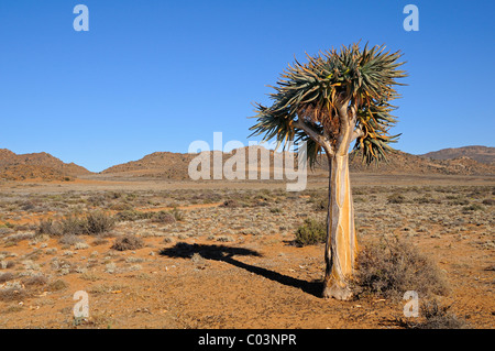 Paesaggio Di Inverno-deserto di precipitazione con Aloe solitario albero, Goegap Riserva Naturale, Namaqualand, Sud Africa Foto Stock