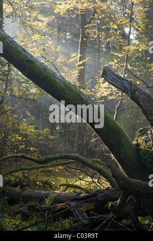 Vecchia Quercia rotto giacenti e raggi solari al di sopra di Foto Stock