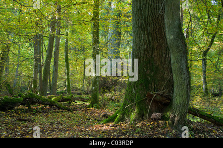 Molto vecchia quercia e abete rosso in piedi di fronte a illumminated deciduo stand Foto Stock