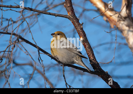 Pine Grosbeak (Pinicola enucleator), femmina, in betulla Foto Stock