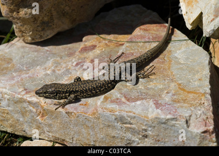 Unione Lucertola muraiola (Podarcis muralis), scaldandosi Foto Stock