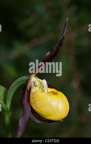 Varietà di orchidee viola (Cypripedium calceolus), unico fiore Foto Stock