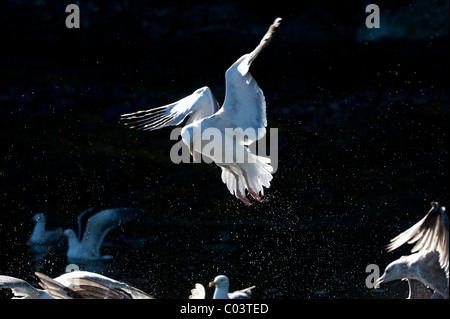 Aringa Gabbiano (Larus argentatus), scende Foto Stock