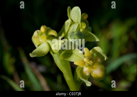 Bumblebee Orchidea (Ophrys bombyliflora) forma bianca Foto Stock