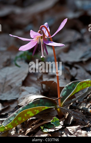 Dog-Tooth-Violet (Erythronium dens-canis) Foto Stock