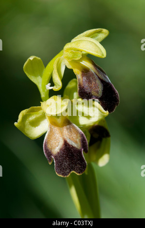 Ophrys opaco (Ophrys fusca ssp. fusca) Foto Stock