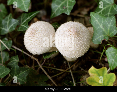 Puffball comuni funghi Lycoperdon Perlatum, Lycoperdaceae. Foto Stock