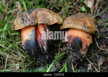 Stelo punteggiata Bolete, Boletus luridiformis (Syn. B. erythropus), Boletaceae. Berkhamsted, Hertfordshire. Aka Scarletina Bolete. Foto Stock