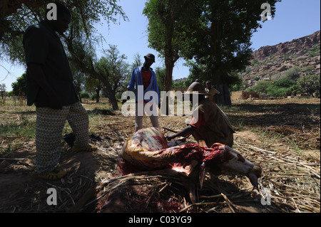 Gli abitanti di un villaggio del villaggio Dogon di Yendouma la macellazione di una mucca con la festa musulmana del Tabaski. Mali Foto Stock