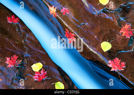 Stretta fessura nella forcella di sinistra di North Creek con caduta Bigtooth colorate foglie di acero. Parco Nazionale di Zion, Utah. Foto Stock