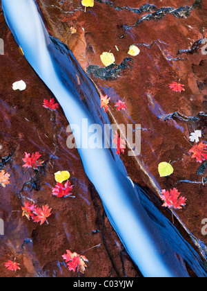 Stretta fessura nella forcella di sinistra di North Creek con caduta Bigtooth colorate foglie di acero. Parco Nazionale di Zion, Utah. Foto Stock