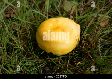 Giallo Brittlegill palude, Russula claroflava, Russulaceae. Berkhamsted, Hertfordshire. Agosto. Foto Stock