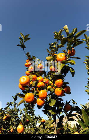 Mature mandarini arance che crescono su un albero, vicino Pedreguer, Alicante, Valencia, Spagna Foto Stock