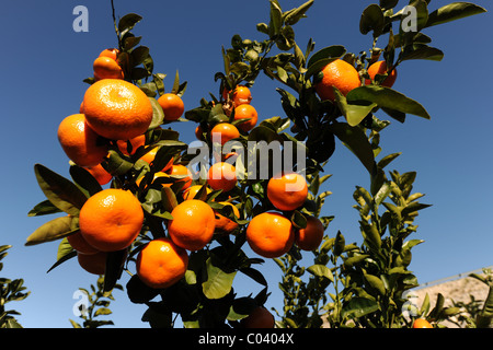 Mature mandarini arance che crescono su un albero, vicino Pedreguer, Alicante, Valencia, Spagna Foto Stock