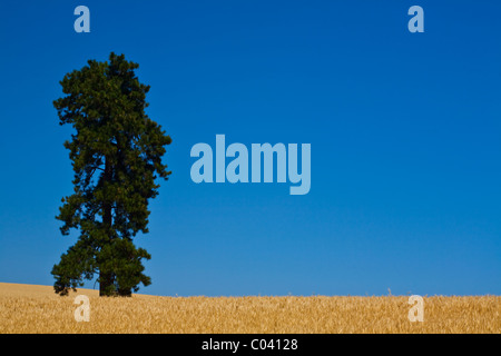 Un Lone Tree in un campo di grano contro un vivid blue sky Foto Stock