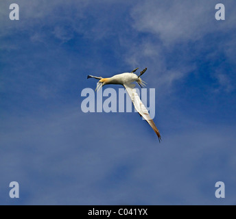 Northern Gannet immersioni subacquee Foto Stock