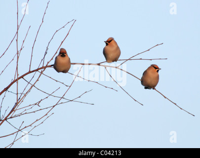 Tre Waxwings, Bombycilla Garrulus appollaiato sul ramo nel Warwickshire, Inghilterra Foto Stock