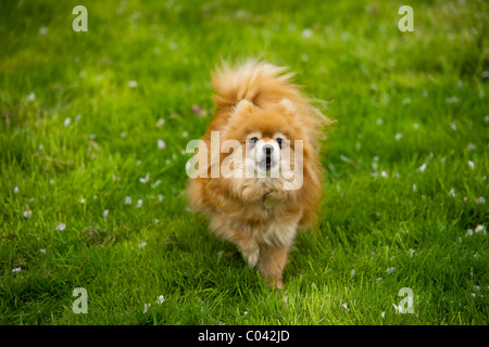 Vecchio ma attivo piccolo cane (Pomerania) che corre verso il proprietario sull'erba estiva Foto Stock