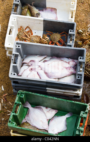 Il pesce pescato, il pesce bianco e granchi in casse sulla banchina nel porto di Barfleur, Normandia, Francia Foto Stock