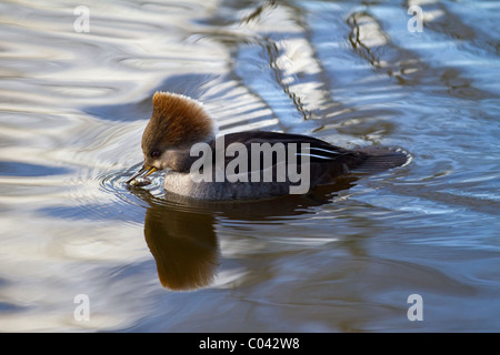 Hoodds; maschio Hooded Crested Merganser (Lophodytes cucullatus) piccolo pesce-mangiare immersioni anatra sullo stagno a Martin Mere, Burscough, Lancashire, Regno Unito Foto Stock