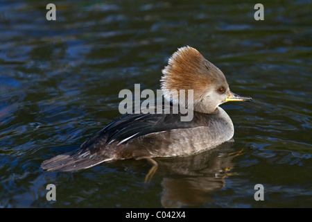 Hoodds; maschio Hooded Crested Merganser (Lophodytes cucullatus) piccolo pesce-mangiare immersioni anatra sullo stagno a Martin Mere, Burscough, Lancashire, Regno Unito Foto Stock