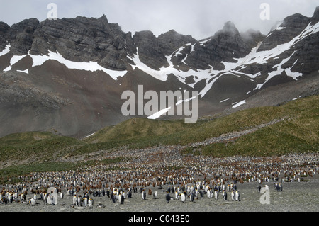 Il grande re colonia dei pinguini alla destra della Baia della Balena, Georgia del Sud Foto Stock