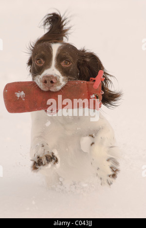 English Springer spaniel, un gruppo di lavoro di cane, formazione nella neve profonda e portante o il recupero di un manichino di formazione Foto Stock