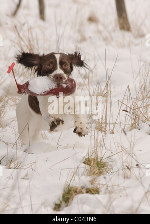 English Springer spaniel, un gruppo di lavoro di cane, formazione nella neve profonda il trasporto o il recupero di un manichino di formazione Foto Stock