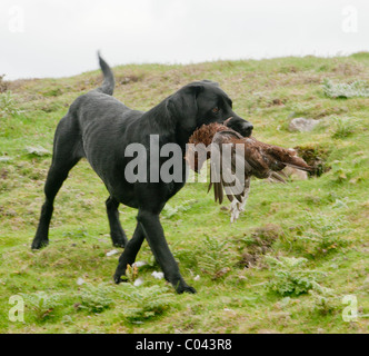 Un nero Labrador cane il recupero o il trasporto e il recupero di un red grouse su grouse moor durante un gallo cedrone shoot Foto Stock