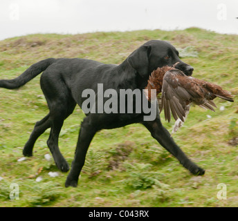 Un nero Labrador cane il recupero o il trasporto e recupero di una pernice su un fagiano di monte moro durante una condotta grouse shoot Foto Stock