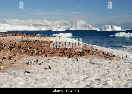 Gentoo colonia di pinguini, neve e ghiaccio-scape a de Cuverville Island, Antartico peninsulare Foto Stock