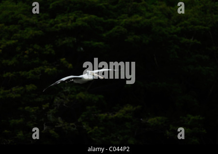 Spot-fatturati pelican in volo prima di un baldacchino di alberi su un lago di Mysore, India Foto Stock