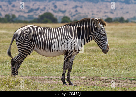 Di Grevy zebra - una specie in via di estinzione. L'immagine mostra un adulto zebra rivolta verso il lato destro del telaio. L'animale è in profilo. Foto Stock