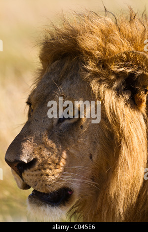 Leone maschio close up. Si tratta di un colpo alla testa con un prodotto a tenuta. Egli sta cercando di sinistra del telaio. Golden mane. Foto Stock