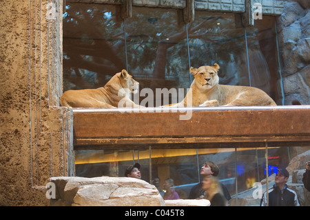 La MGM Grand Lion Habitat al MGM Grand Hotel e Casinò di Las Vegas Foto Stock