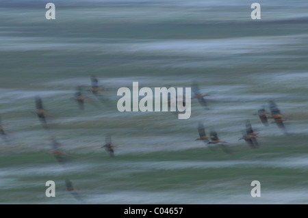 Creative abstract di un gregge di minore sibilo teal (o minore sibilo duck) battenti contro uno sfondo di acqua Foto Stock