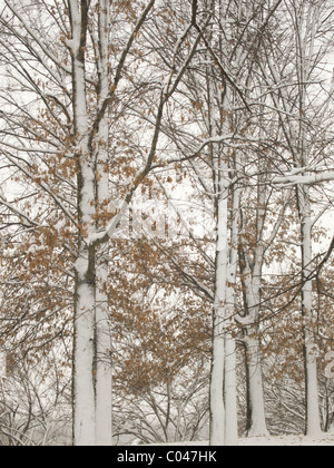 Gli alberi in una tempesta di neve. College Park, MD, Stati Uniti d'America Foto Stock