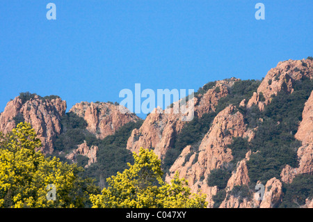 Fiore giallo di mimosa tree in anticipo sui monti Esterel, Côte d'Azur, Costa Azzurra Foto Stock