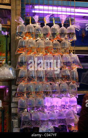 Goldfish in vendita in sacchetti a Mong Kok goldfish market in Hong Kong Foto Stock