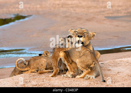 Una leonessa che interagisce con i suoi quattro lupetti durante un tardo pomeriggio in estate. Foto Stock