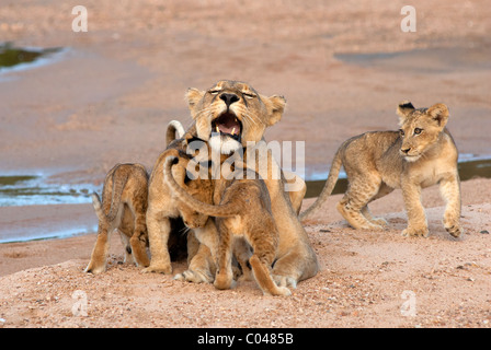 Una leonessa che interagisce con i suoi cuccioli Foto Stock
