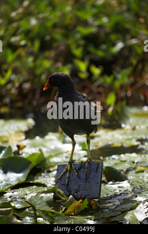 MOORHEN GALLINULA CHLOROPUS Foto Stock