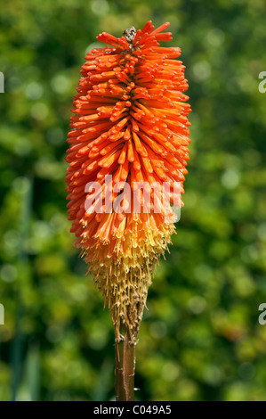 KNIPHOFIA UVARIA NOBILIS Foto Stock