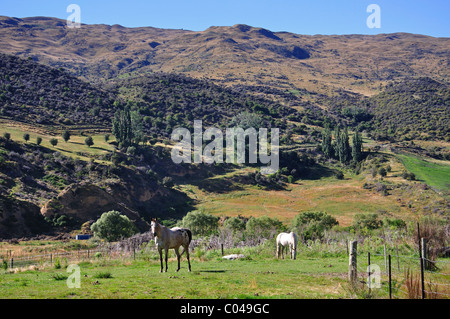 Cavallo in campo, Cardrona, Regione di Otago, Isola del Sud, Nuova Zelanda Foto Stock